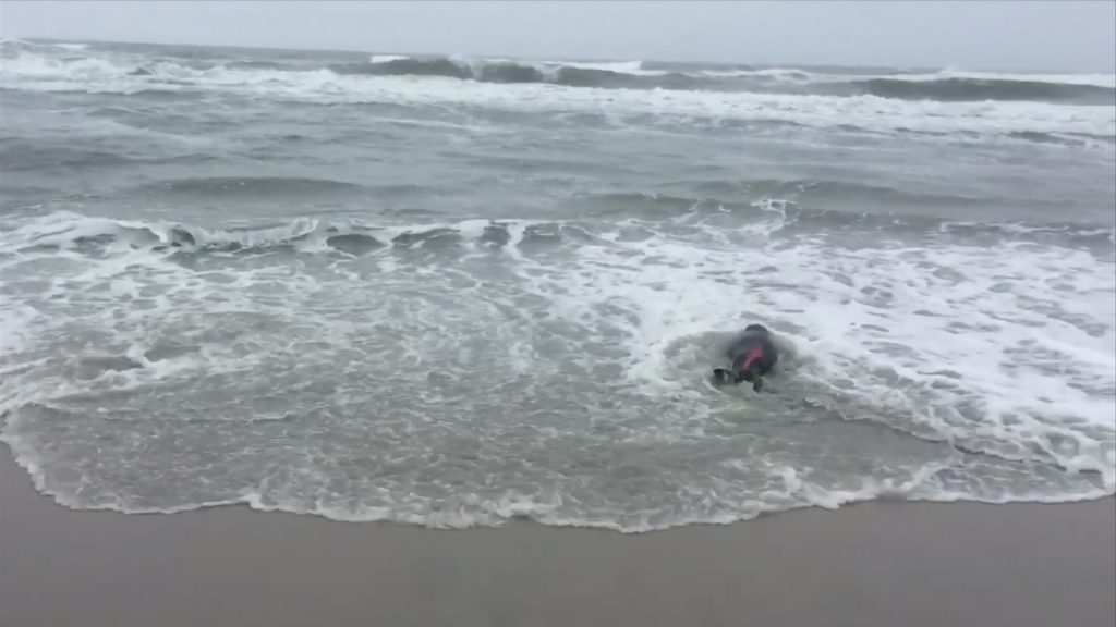 Stranded Seal Pups Recover at Marine Mammal Stranding Center