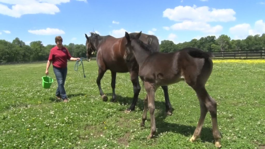 Concord Stud Farms produces world champion horses