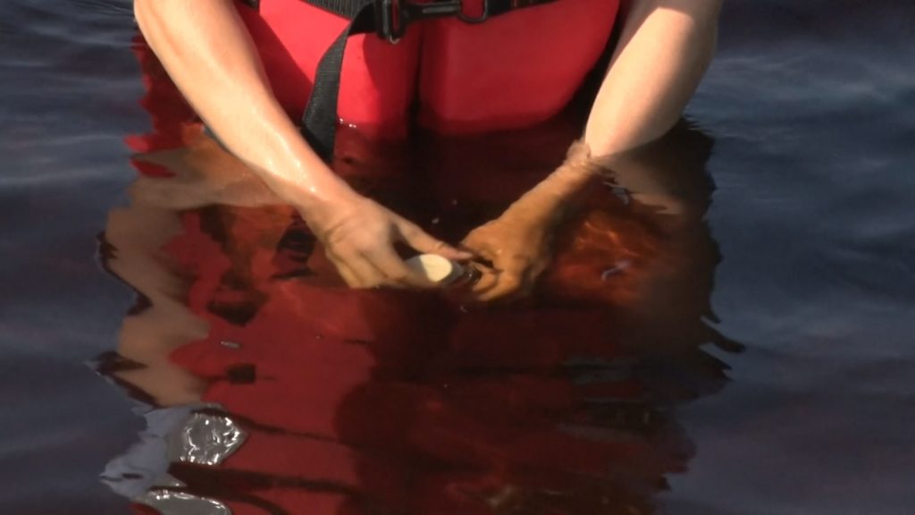 What goes into testing New Jersey’s waters?