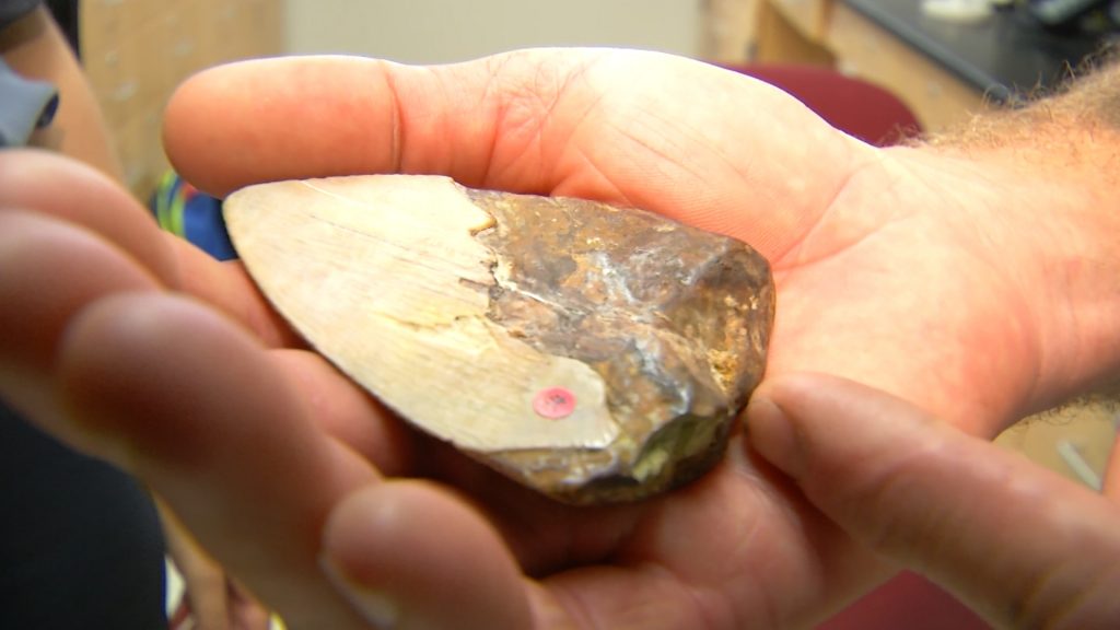 Shark teeth help track oceanic changes