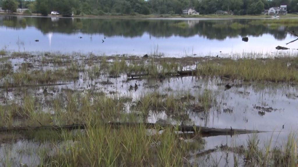 Ghost forests provide proof that sea level rise exists