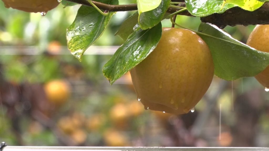 Korean pear season in full swing at Hamilton Township farm