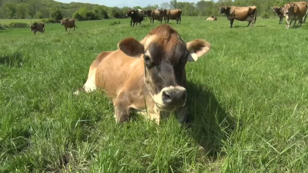 What is clean meat and will it replace traditional agriculture?