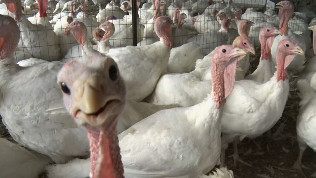 East Windsor turkey farm preps for holiday season