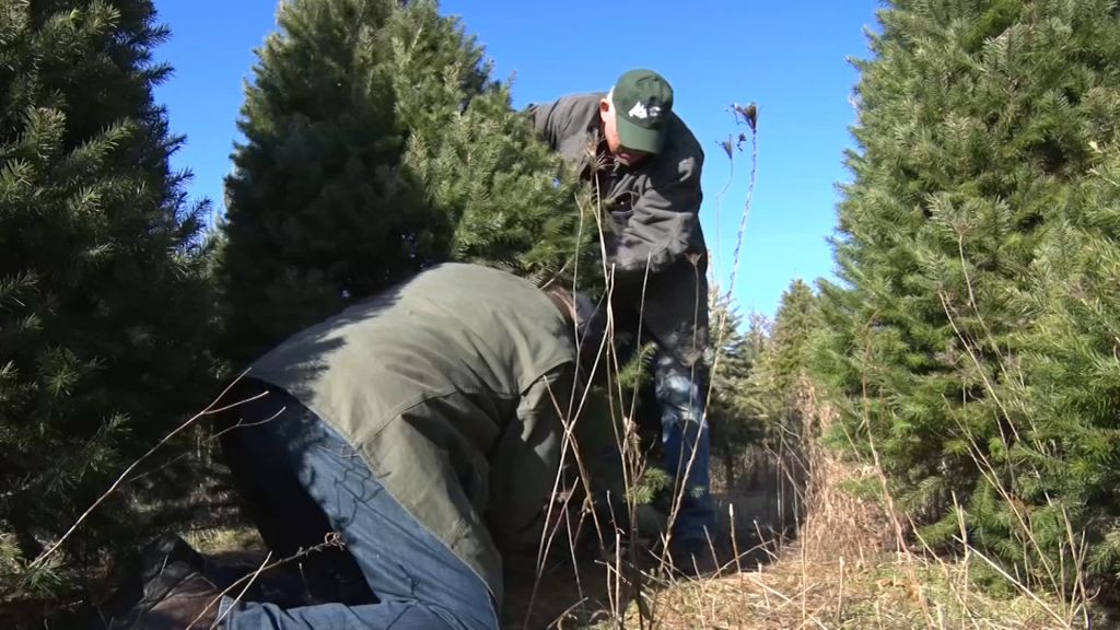 Christmas tree farm ushers in holiday spirit