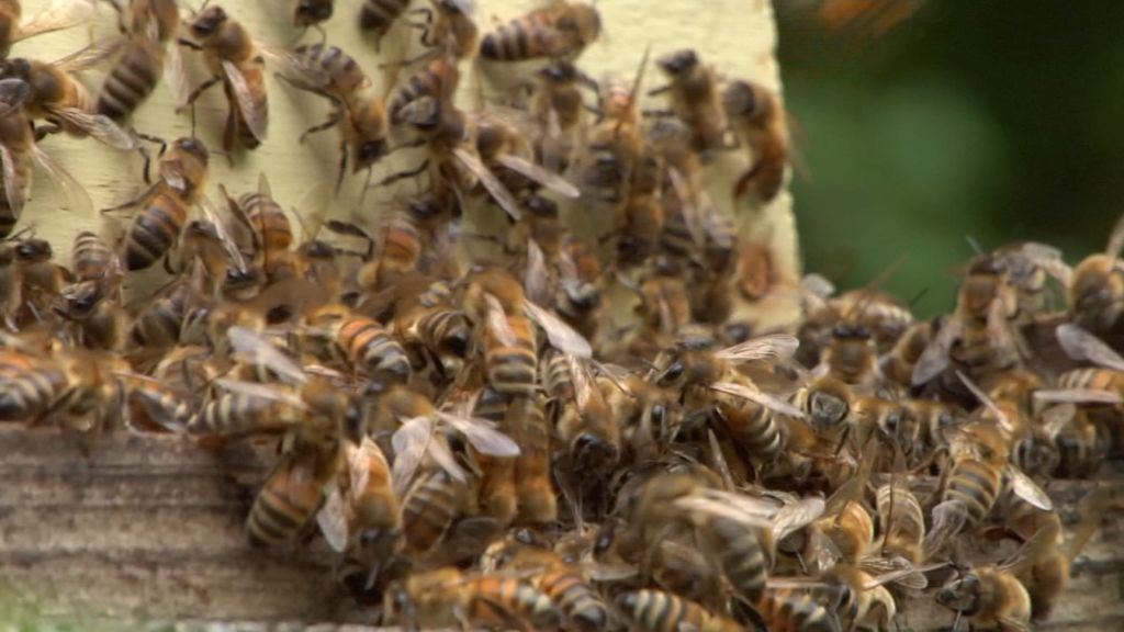 Local beekeepers push back against proposed regulations