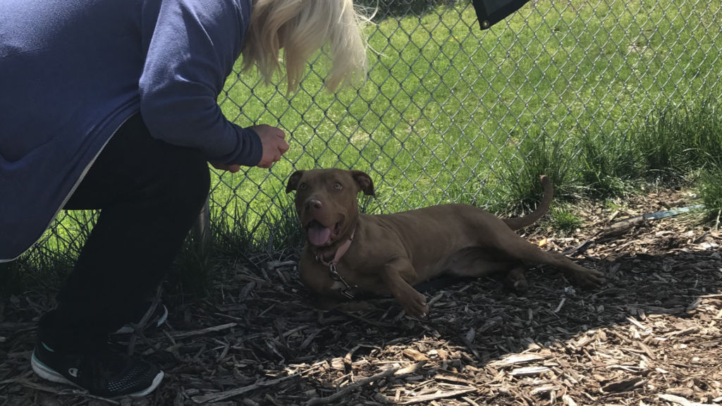Camden County Animal Shelter unveils Rent-A-Dog program