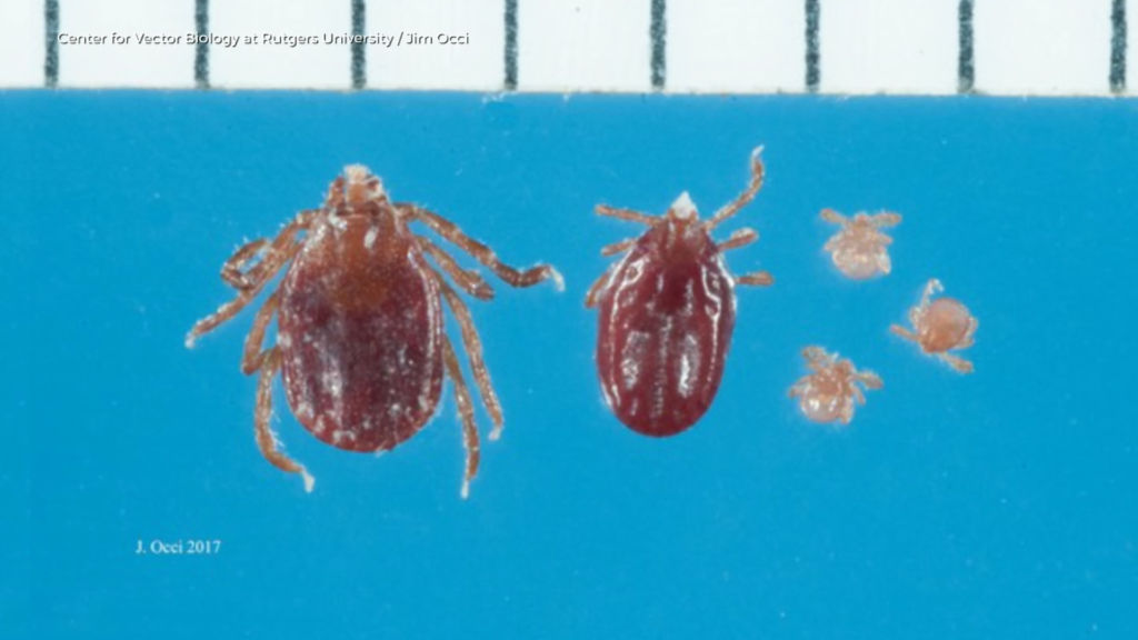 Uptick of Lyme disease observed nationally and in New Jersey