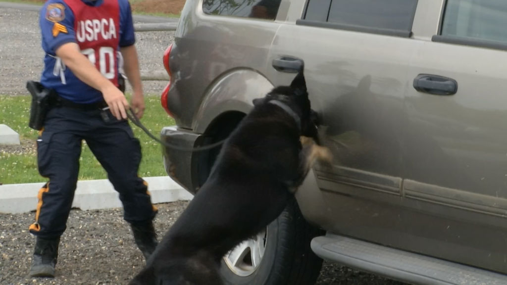 Police dogs sniff out danger in national competition
