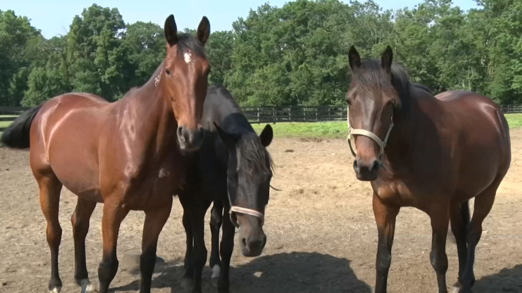 Group provides home for retired horses, saving them from the slaughterhouse