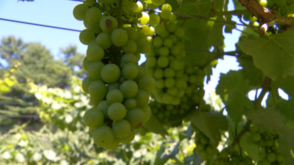 State looks for ways to boost burgeoning agritourism industry