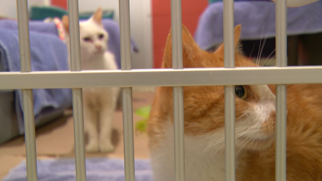 Two hundred cats rescued from perilous hoarding situation in Wantage