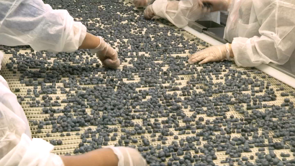 State touts $84M blueberry industry during National Blueberry Month