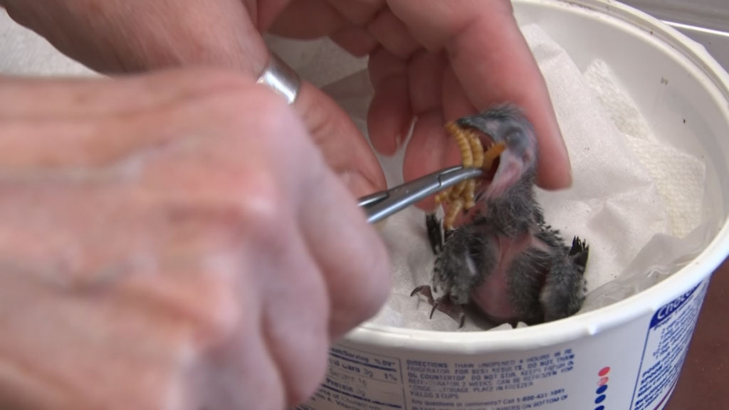 Wildlife center nurses animals back to health before release