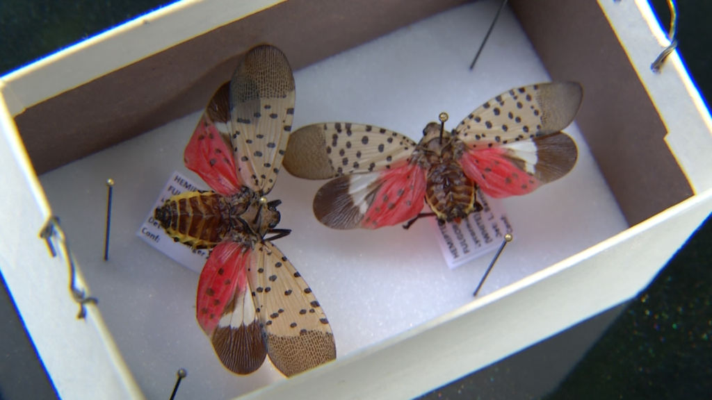 A cute but invasive species has state’s agriculture community worried