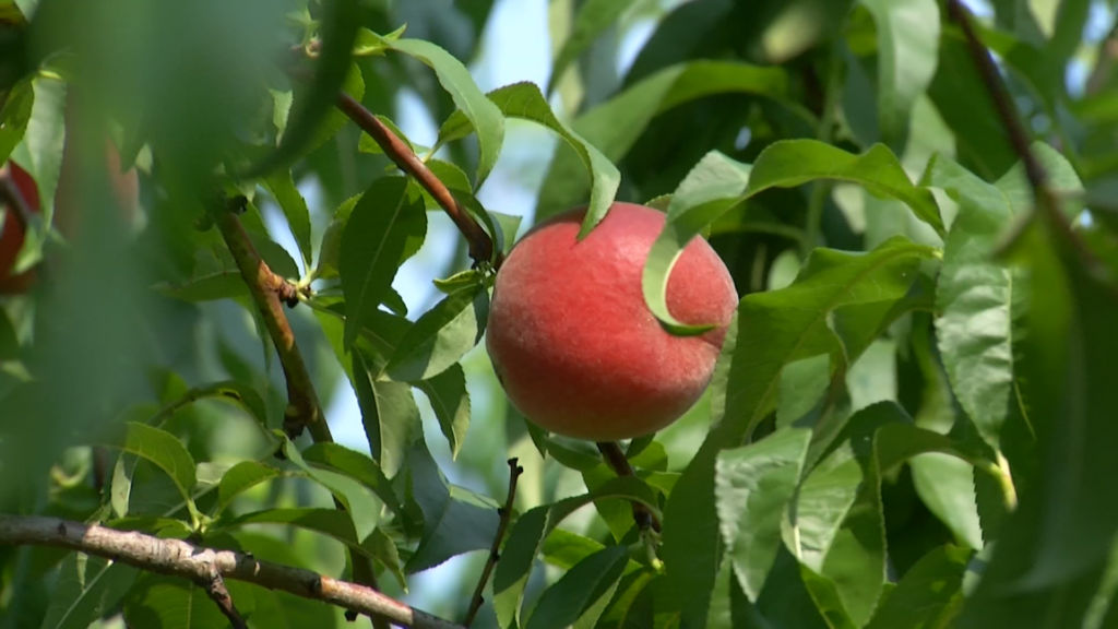 From farm to packing facility, Jersey peaches are big business