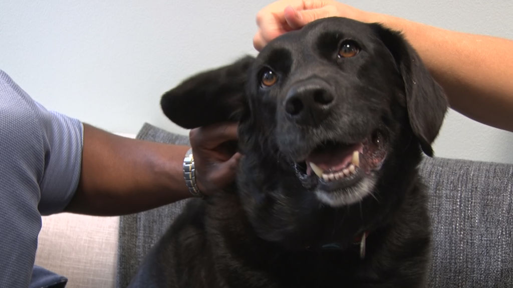 How one nonprofit helps cover the costs of pets’ medical care