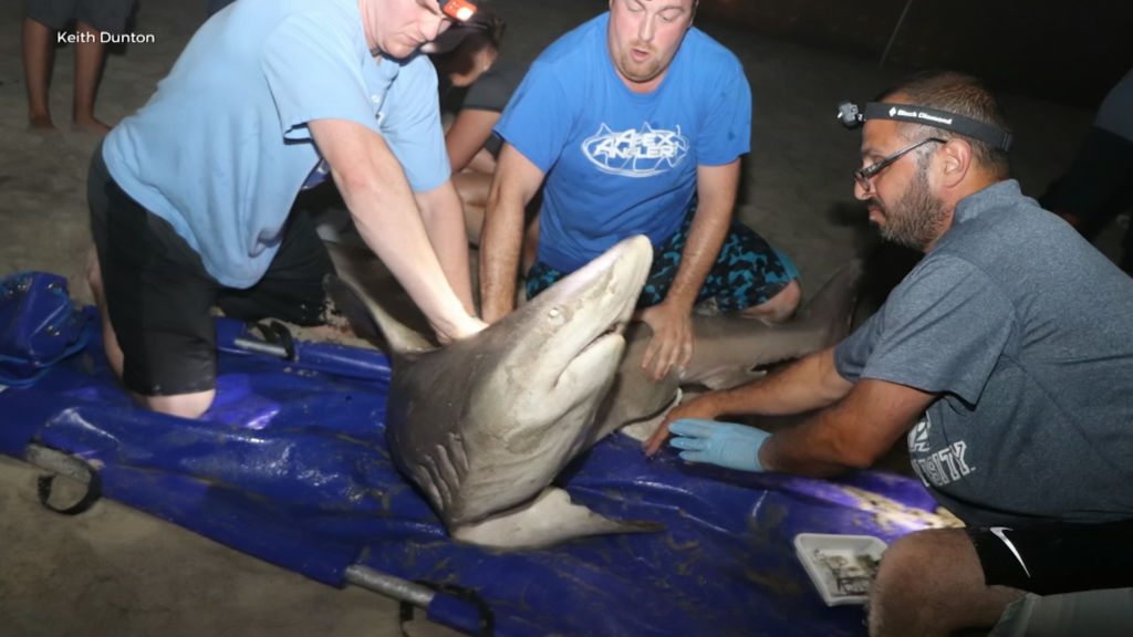 Jersey scientist shows how sharks are tagged and tracked