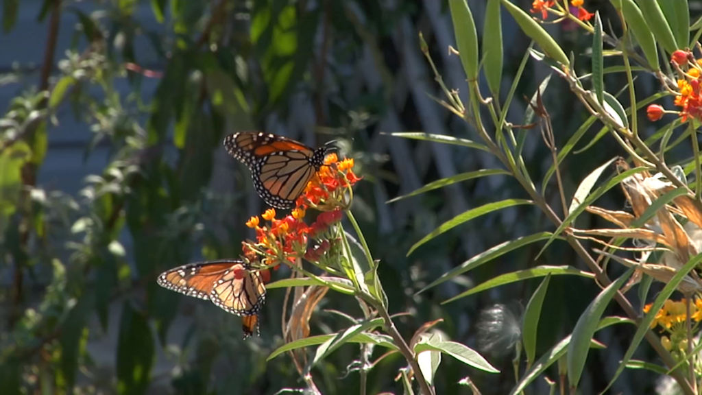 Want to help monarch butterflies? Plant some milkweed