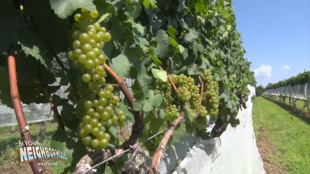 Fish on the line and grapes on the vine draw tourists to the Garden State