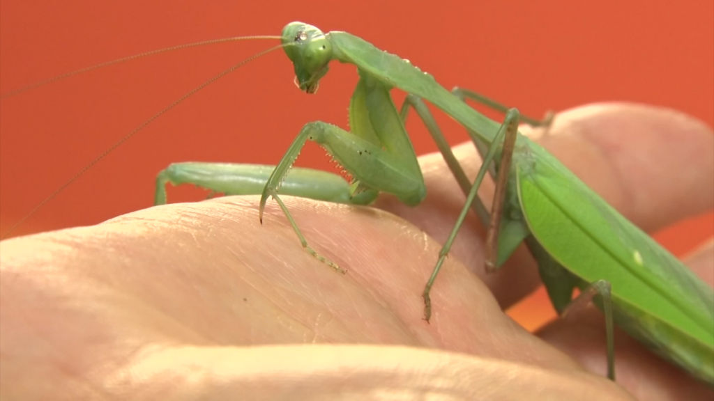 Insectropolis learning center invites visitors to go buggy