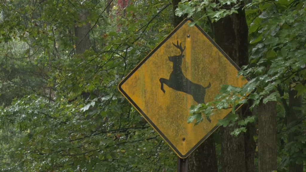 ‘Tis the season for an increase in deer crashes, says AAA