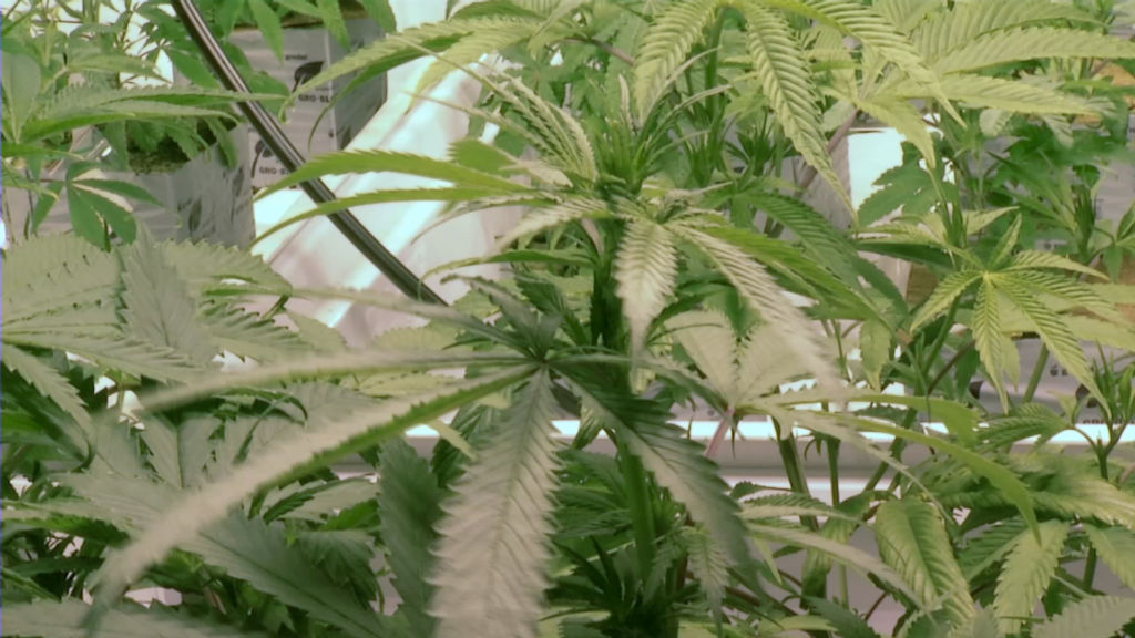 Competition is fierce in bid for new medical marijuana licenses