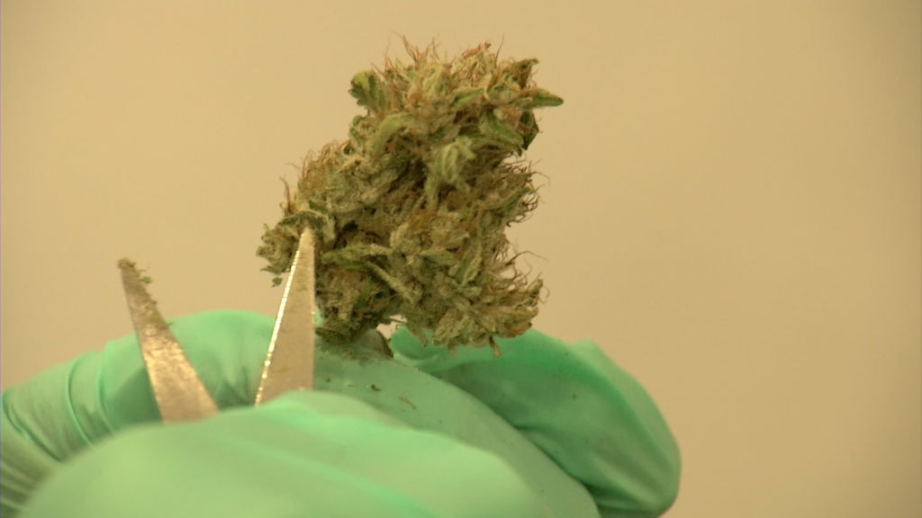 New Jersey seeks applicants for new medical marijuana firms