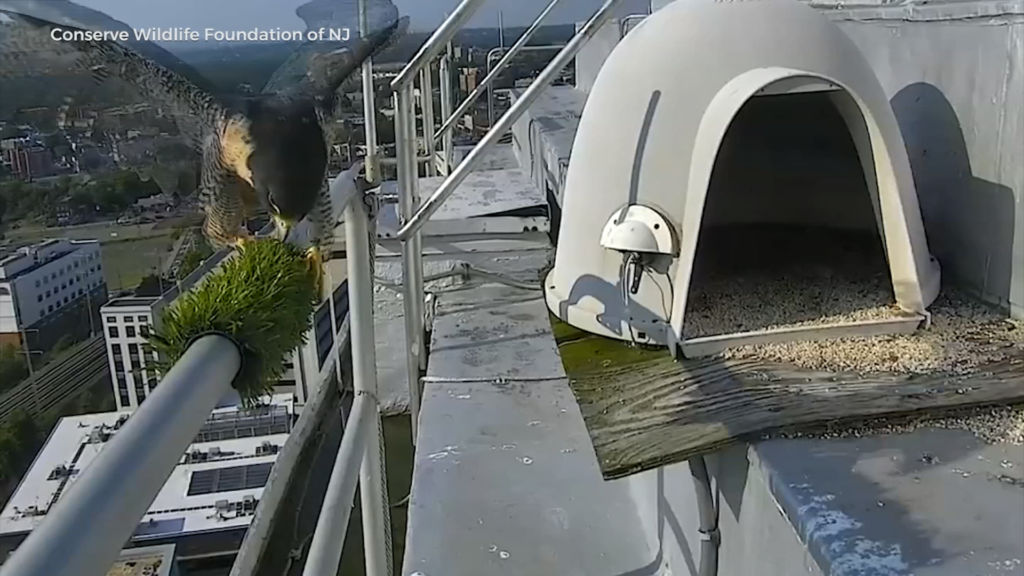 Falcon Cam brings the outside in