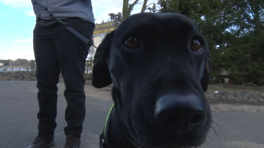Meet the four-legged detectives inspecting your water quality