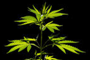 2 Steps Forward, 1 Back — Lawmakers Forge Ahead with Trio of Pot Bills