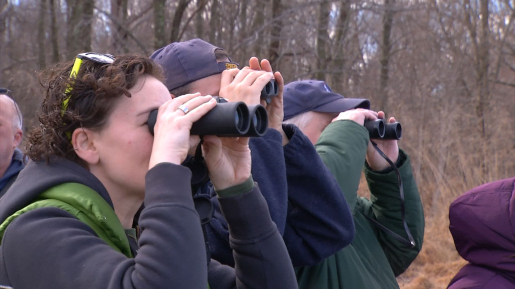 State’s bald eagle and falcon populations soar