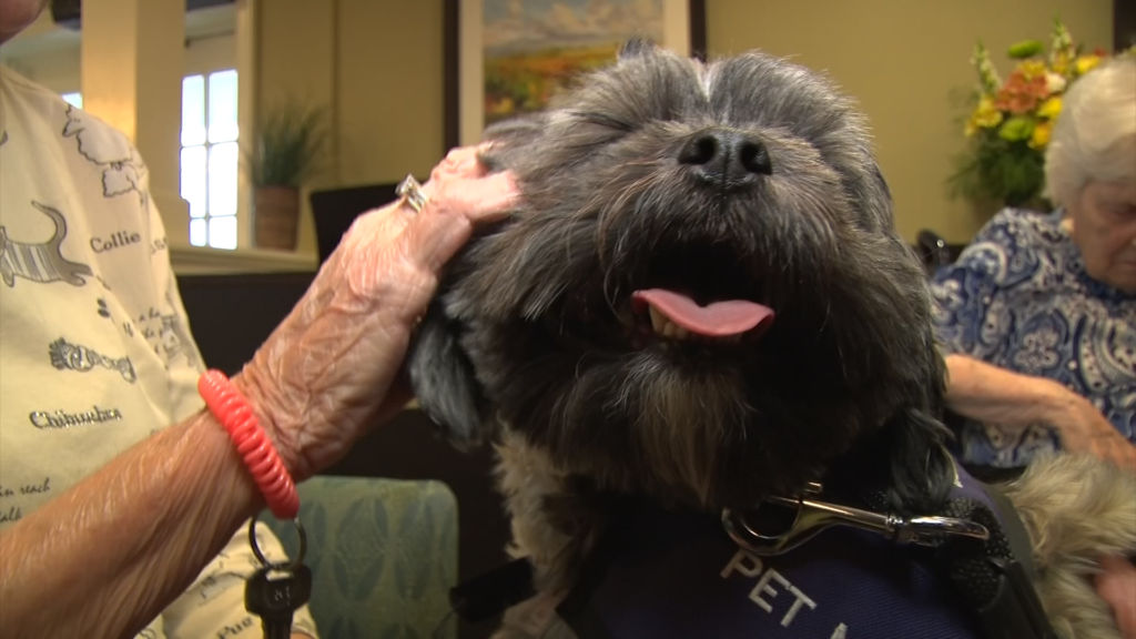 Therapy animals provide ‘creature comfort’