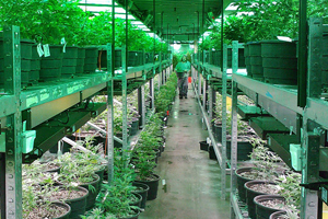 Up in Smoke: Why Bill to Legalize Weed Was Pulled from Legislative Agenda