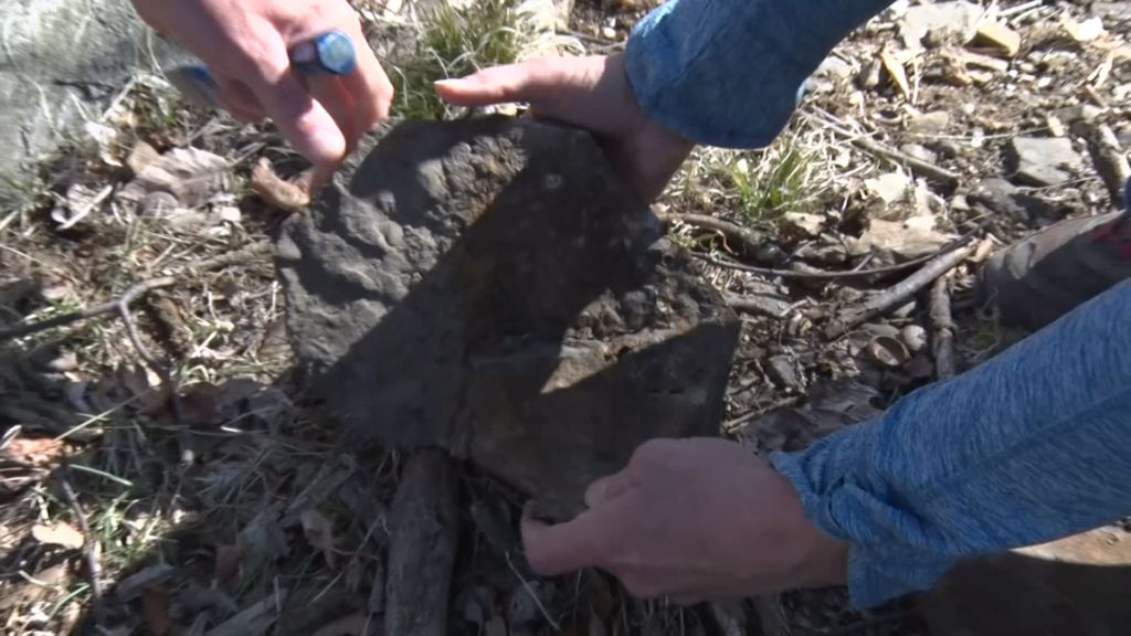 Prehistoric fossils found around William Paterson University parking lot