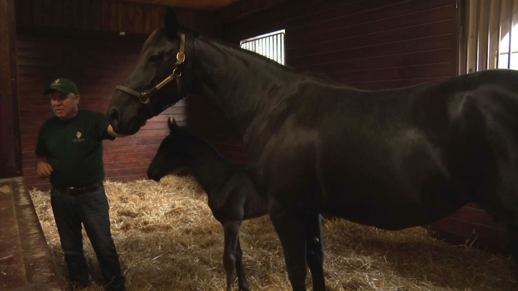 Horse racing industry getting a boost from state subsidies