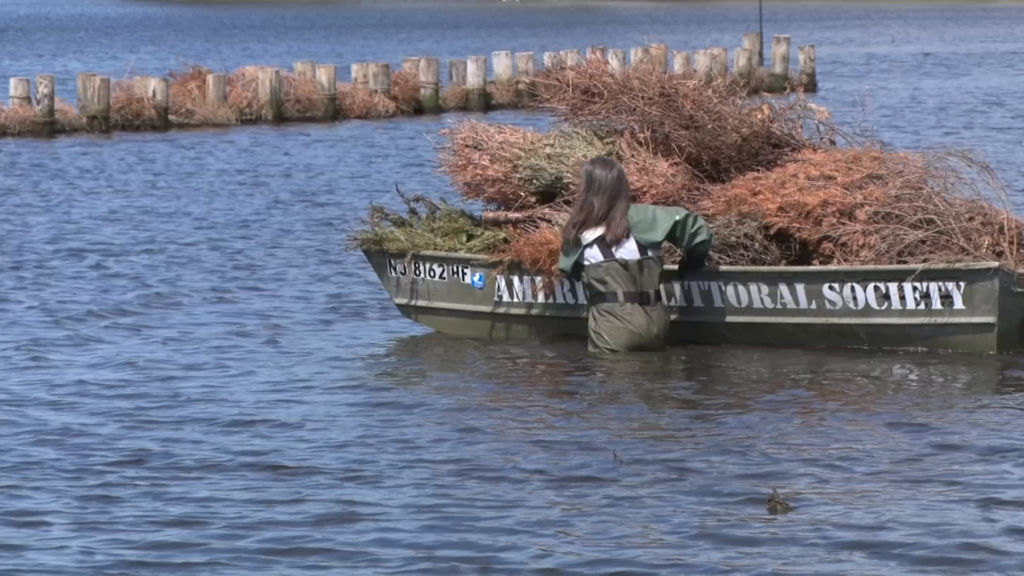 Recycled Christmas trees protect shoreline from erosion