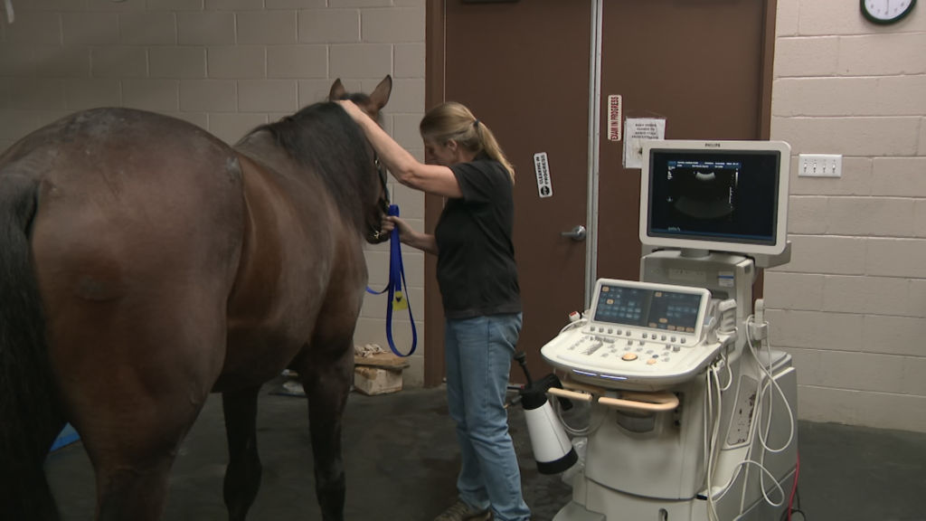 Medical equine center provides care for New Jersey’s state animal