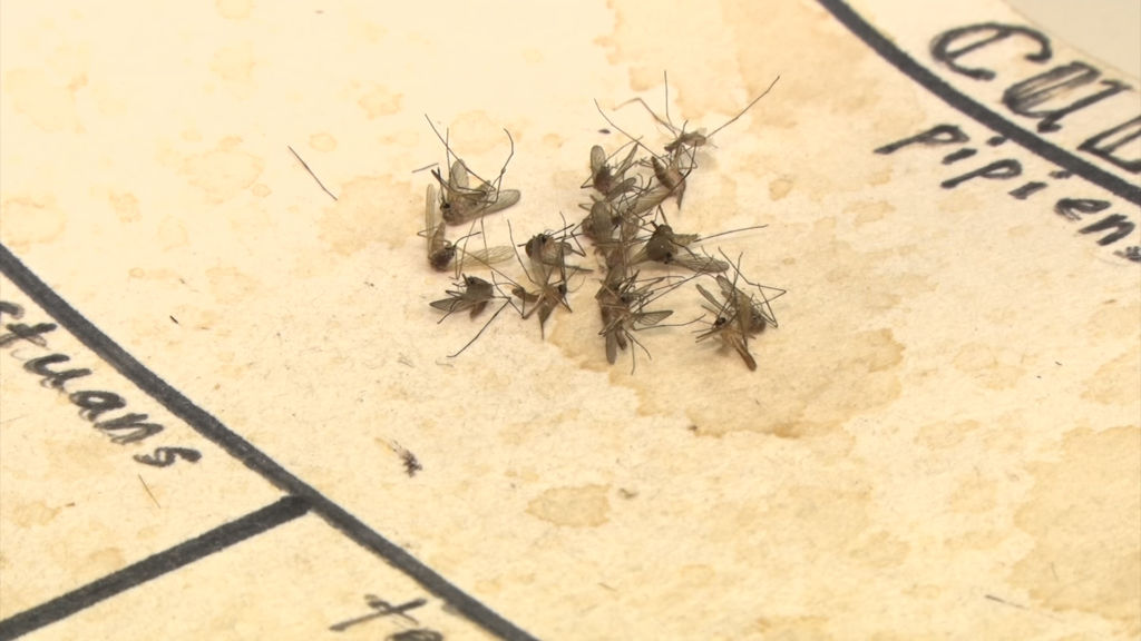 What you need to know at the start of mosquito season