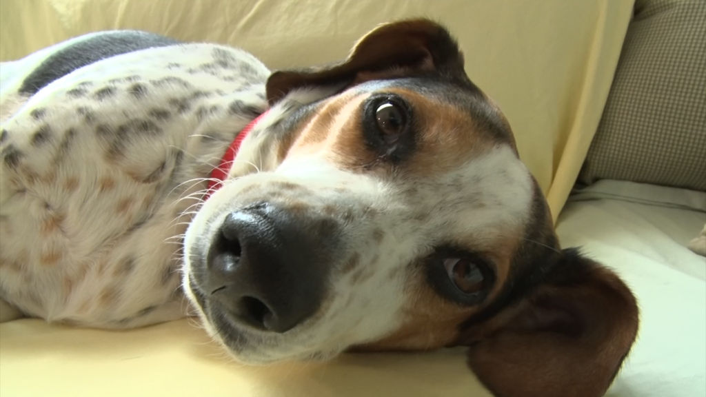 Sanctuary takes in and cares for senior dogs