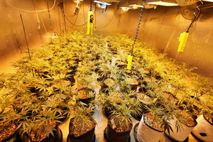 Compromise Reached to Expand NJ’s Medical Marijuana Law