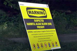 Algal Blooms Are a Growing Problem in New Jersey Lakes