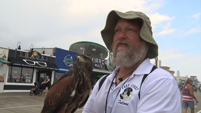 At the shore, officials are hoping birds of prey will scare the gulls away