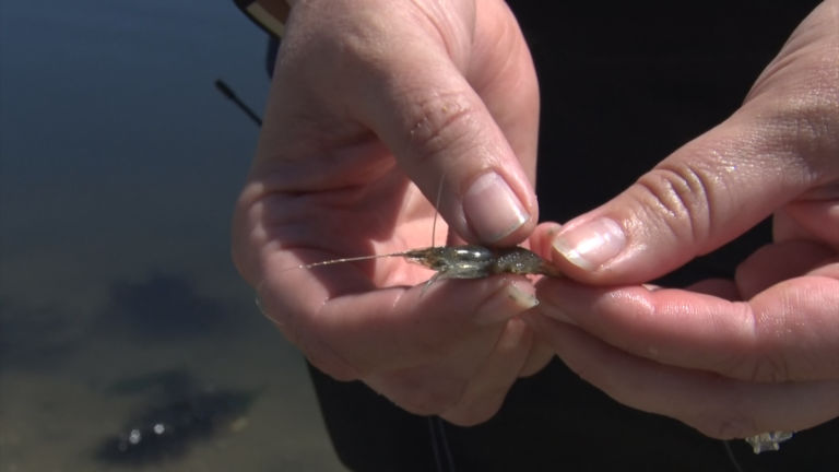 How shrimp from Japan are impacting New Jersey’s ecosystem