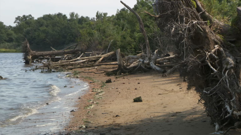 Pallone says ‘living shorelines’ can help protect coastal towns from flooding