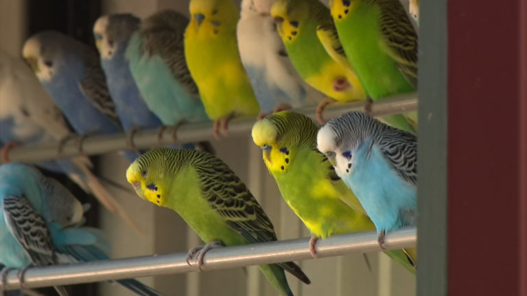 Birds of a feather flock at the Turtleback Zoo aviary