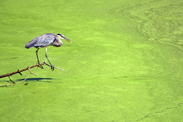 Algae Blooms Symptomatic of Deeper Issues with NJ’s Water Infrastructure