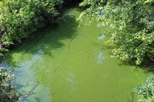 Algal Blooms Fed By Chemical Runoff And Climate Change, Study Says