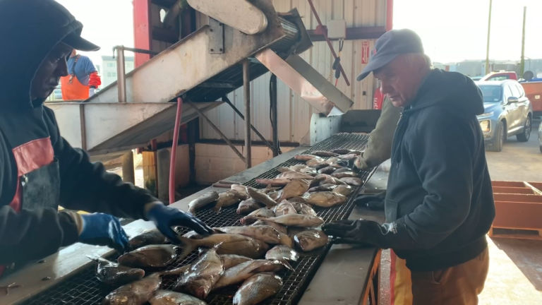 Feeding NJ’s food insecure with bycatch from the seafood industry
