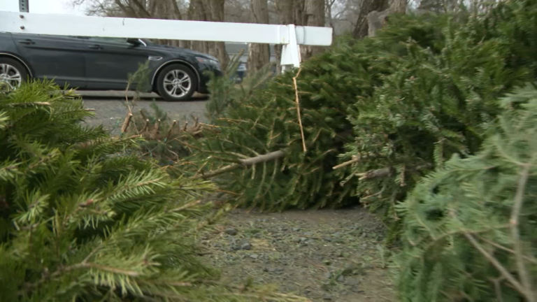 How Christmas trees continue to give, even after the holidays